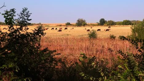 Vacas-En-Un-Campo-En-La-Distancia