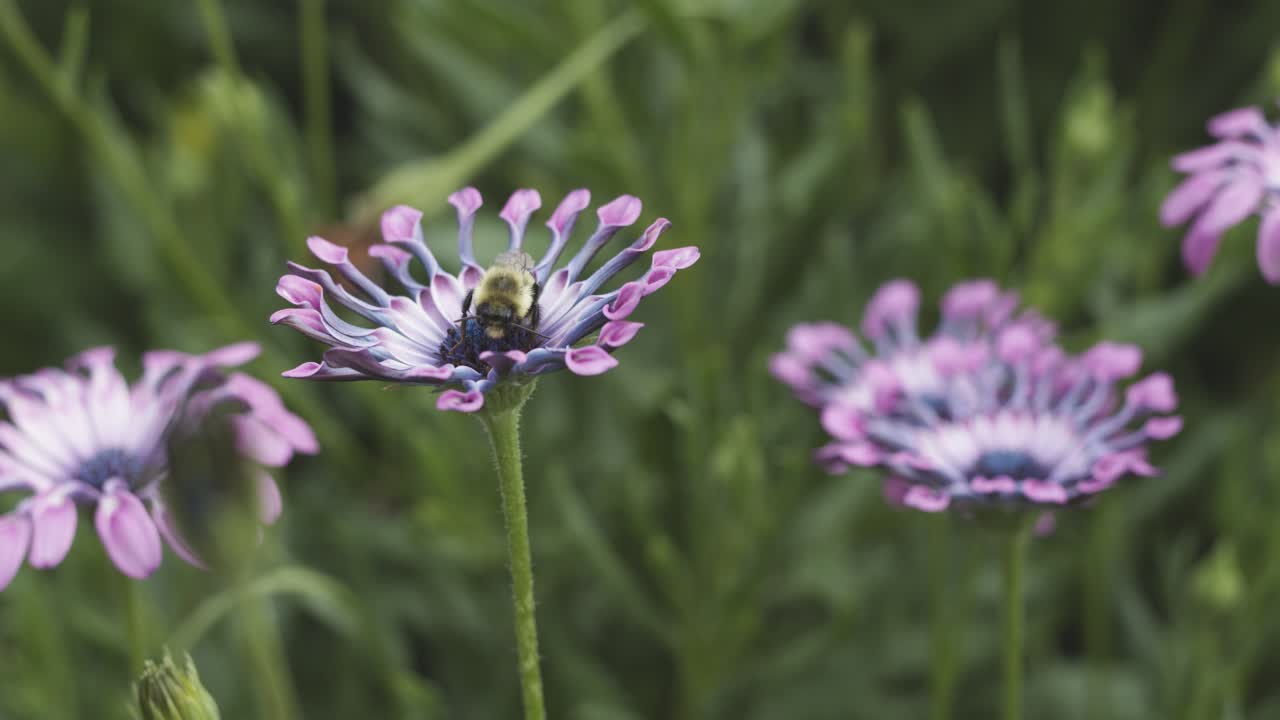 abeja comiendo en una hermosa flor morada
