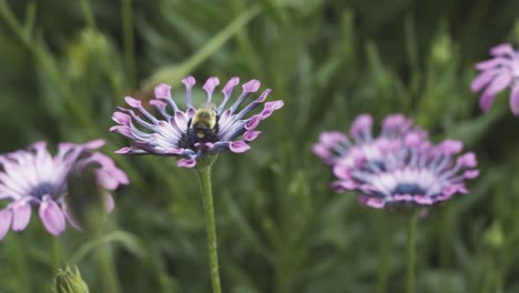 Bee-eating-on-a-beautiful-purple-flower