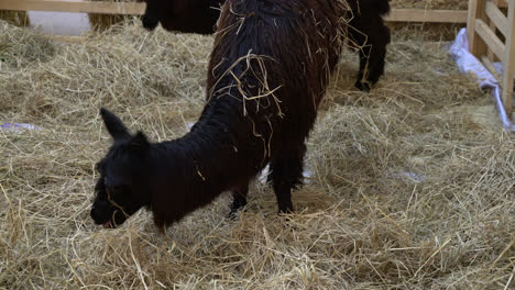 cute-alpaca-in-a-farm