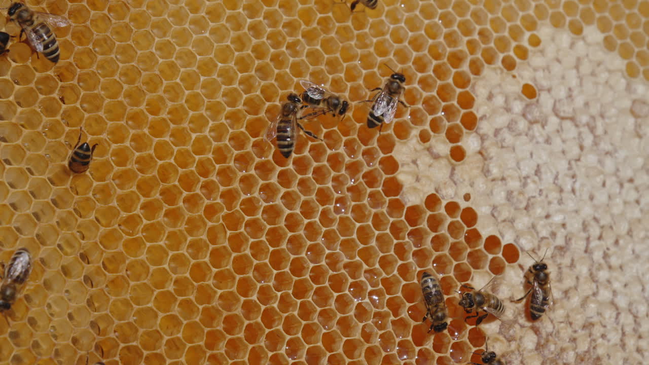 Sealing the honeycombs of freshly-made honey. Few worker bees on the wax cells filled with honey. Close up.
