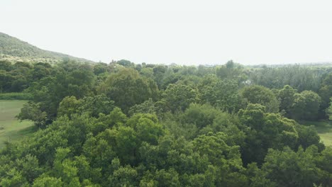 imágenes de drones que descienden a los árboles desde el agua