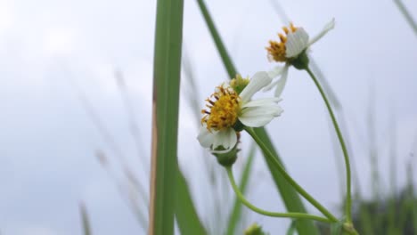 Weiße-Sonnenblume-Vor-Dunklem-Himmelshintergrund