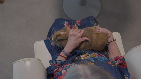 slow motion shot of a senior woman stroking a bunny on her lap as a therapy pet