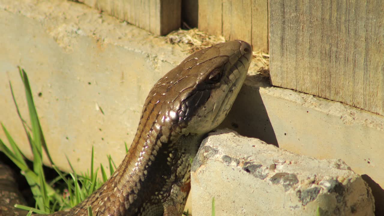 lagarto de lengua azul descansando en la valla de piedra en el jardín de cerca