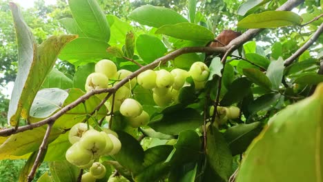 water guava fruit on the tree