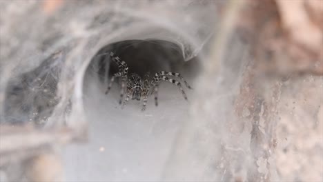 Una-Araña-Que-Se-Encuentra-En-Los-Bosques-De-Tierras-Bajas-Con-Una-Trampa-De-Telaraña-En-El-Suelo-Diseñada-Como-Un-Embudo-Que-Se-Estrecha-De-Ancho-A-Un-Túnel-Angosto-En-El-Que-Llevará-A-Su-Presa-Al-Interior