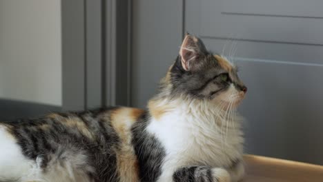 Cute-fluffy-domestic-cat-is-resting-and-watching-surroundings-at-home