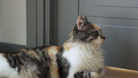lindo gato doméstico esponjoso está descansando y observando los alrededores en casa