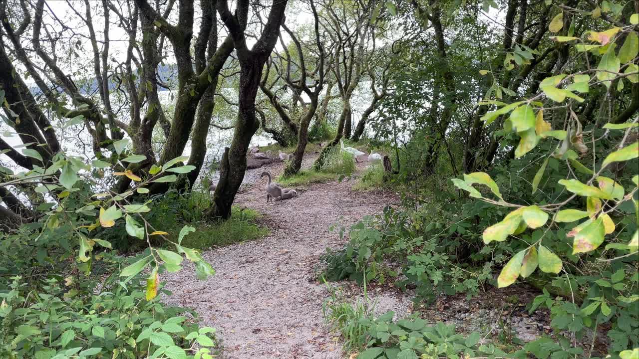 una familia de cisnes con sus sellos explorando las orillas del lago lomond