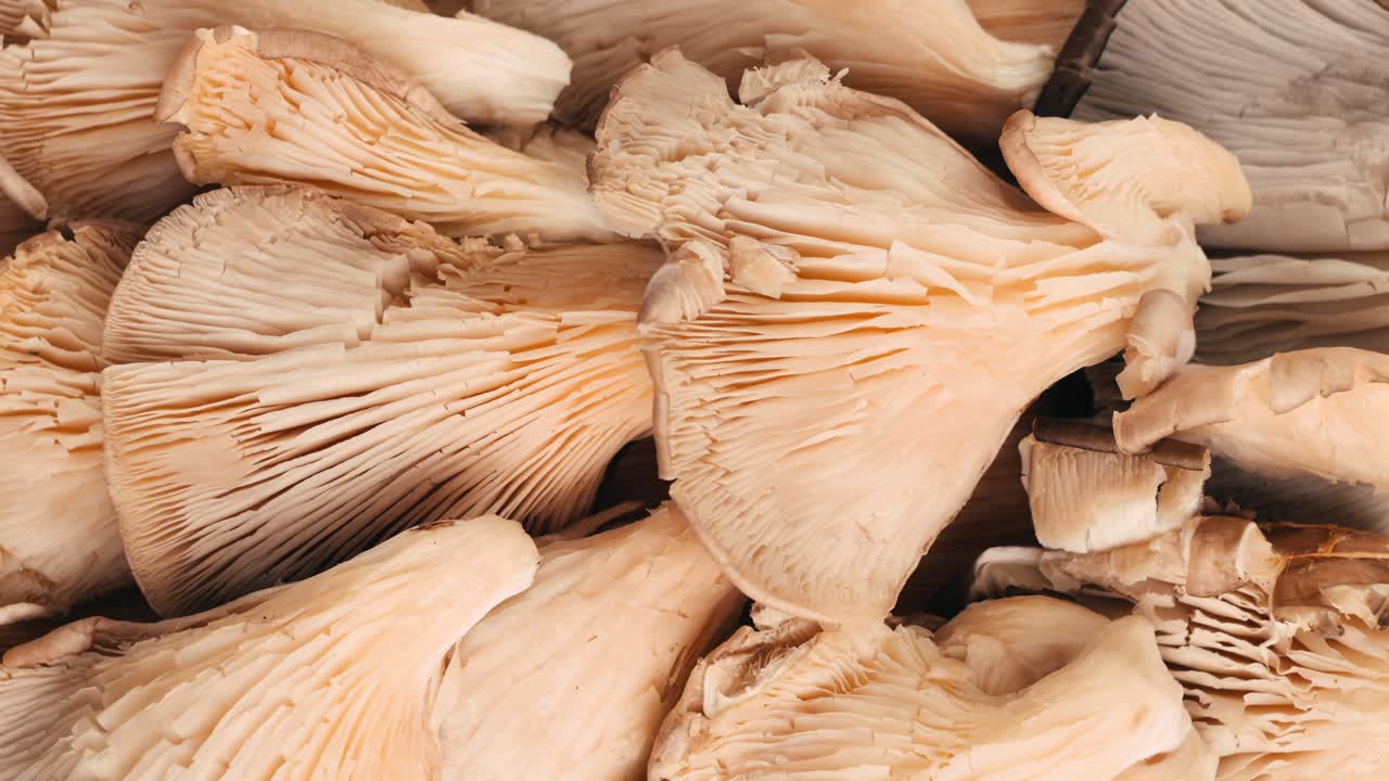 Close up of fresh oyster mushrooms