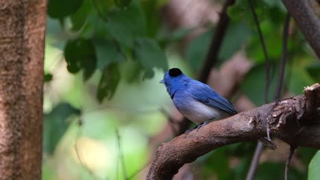 Emocionado-Mientras-Mira-A-Su-Alrededor-Mientras-Mira-Hacia-La-Izquierda,-Monarca-De-Nuca-Negra-O-Papamoscas-Azul-De-Nuca-Negra-Hipothymis-Azurea,-Macho,-Tailandia