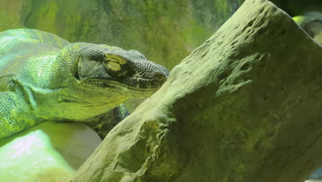 una iguana verde grande que se queda dormida en un tronco