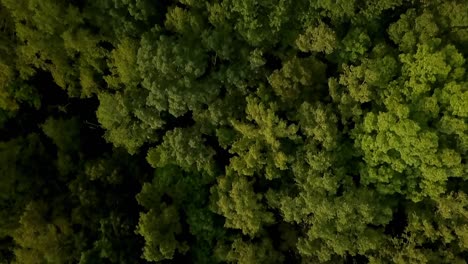 Drone-flight-looking-straight-down-at-a-forest