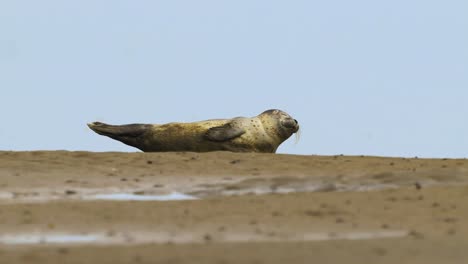 one lazy seal sleeping on the sandy seashore