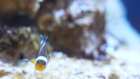 close front shot of a clownfish swimming in an aquarium