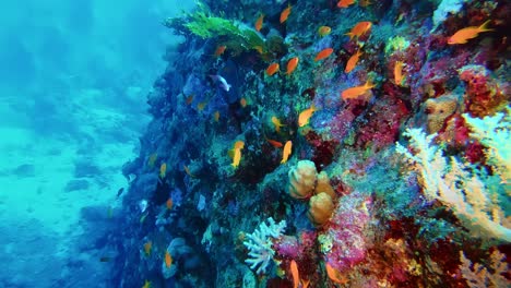 stunningly colorful sea wild life