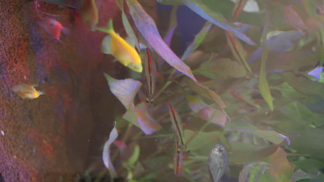 Colorful Tropical Fish and Aquatic Plants in a Freshwater Aquarium