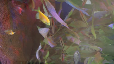 colorful tropical fish and aquatic plants in a freshwater aquarium