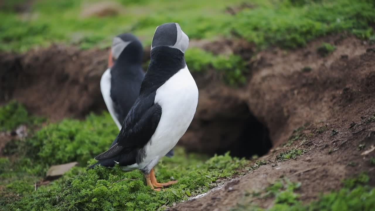 Atlantic Puffins near their nests in Skomer Island, Wales
