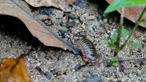 4k footage of glomerida millipede in forest.