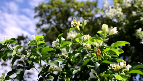 white flowers swaying gently on a sunny day