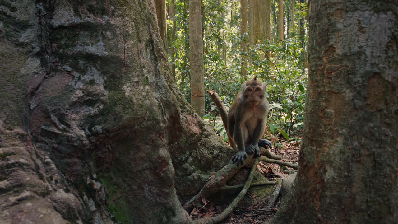 curioso primate mono en el hábitat del bosque 4k