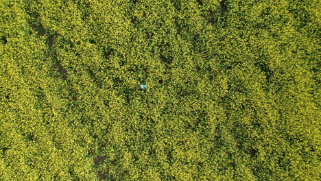 un agricultor revisando los cultivos en medio de un vasto y abundante campo de canola en saskatchewan, canadá - disparo de un dron