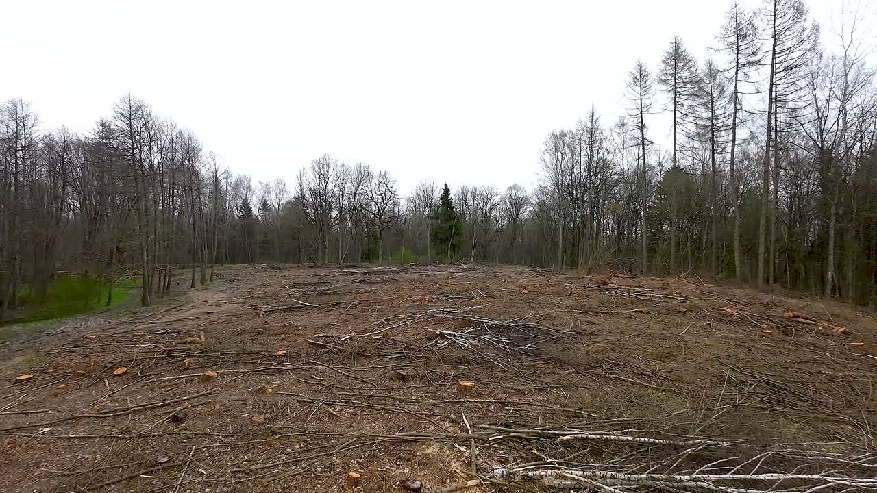 Deforestation - Forest With Cut Tree Logs On The Ground. - aerial