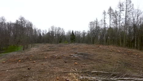 deforestation - forest with cut tree logs on the ground. - aerial