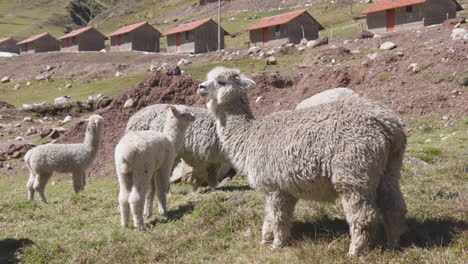 una manada de alpacas y llamas pastando frente a la remota aldea quechua kelkanka en el valle sagrado del perú