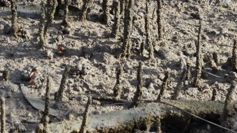 crabs navigating and feeding in muddy mangrove terrain