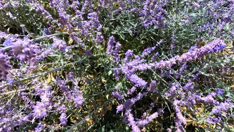 las abejas interactúan con las flores de lavanda en bourg, francia