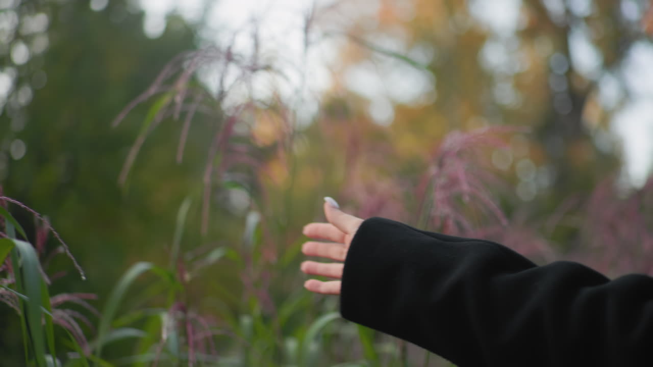 Hand view of forest visitor gliding fingers through purple reeds while walking along green path, coat sleeve brushing soft plumes, quiet autumn mood with tactile contact and serene outdoor feel