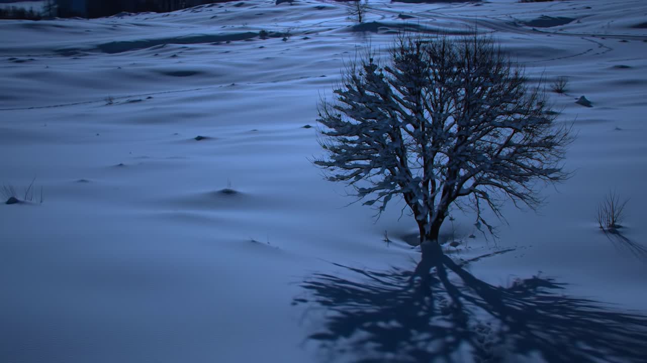 Snow-covered Landscape at Night With a Solitary Tree Casting a Long Shadow on the Ground