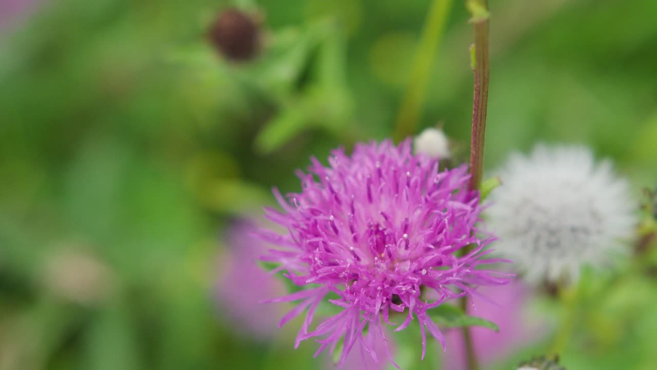 abejorro en la flor púrpura
