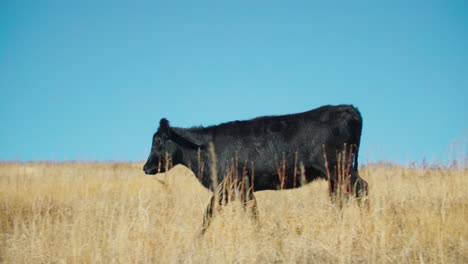 Beautiful-Sunny-Day-on-Cattle-Ranch,-Cow-Walking-Through-Tall-Perennial-Grasses