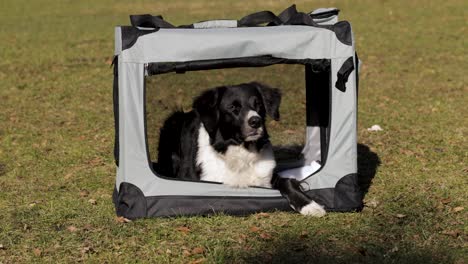 a dog sitting in a dog transporter on a lawn during the summer in europe