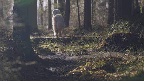 4k video of golden retriever pet dog running through a wet forest video