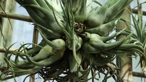 closer view and right side truck camera movement from a tillandsia seleriana plant