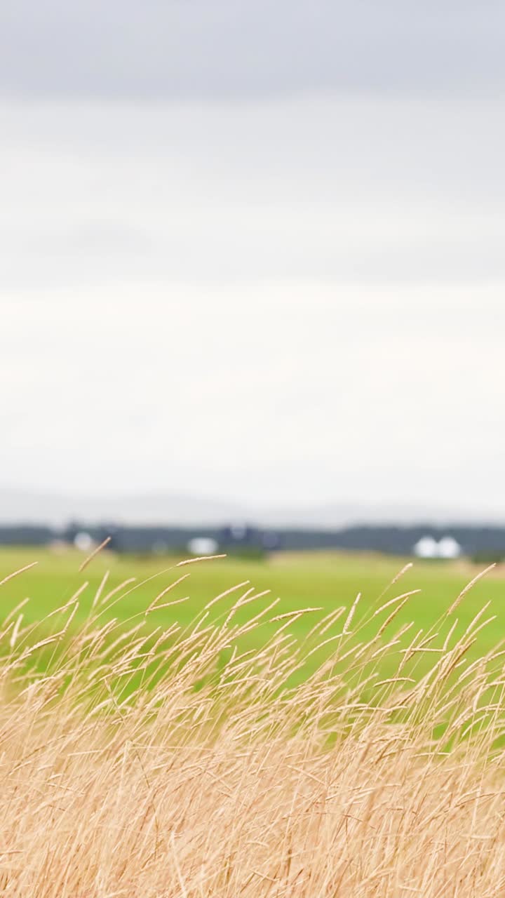 세인트 앤드류스에서 바람에 흔들리는 풀