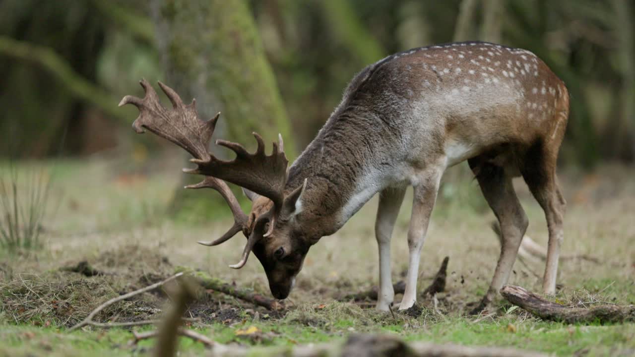 ciervos en barbecho alimentándose en un bosque