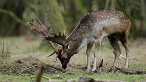 fallow deer feeding in a forest