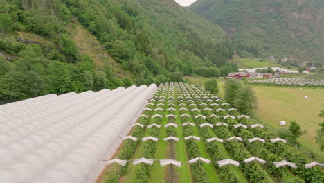 rows of apple orchard and plastic tunnels on farm, laerdal valley, norway