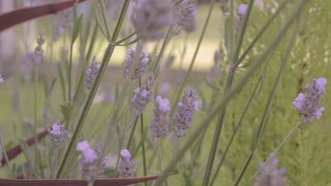 Lavender-flower-background-on-a-breezy-day