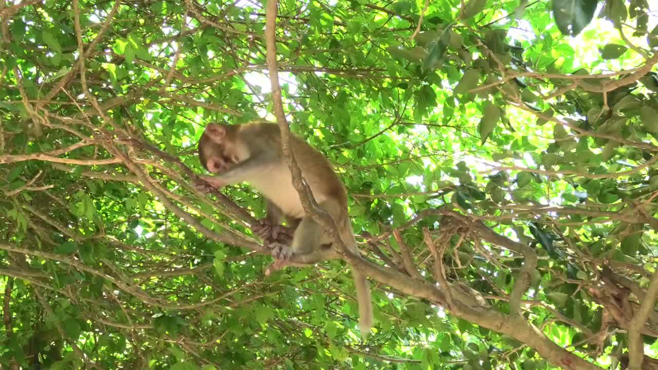 Wild baby macaque monkey relaxi in tree on Monkey Island in Nha Trang, Vietnam, showing natural behavior in their tropical forest habitat