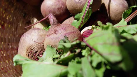 Close-up-of-beet-root-in-wicker-basket