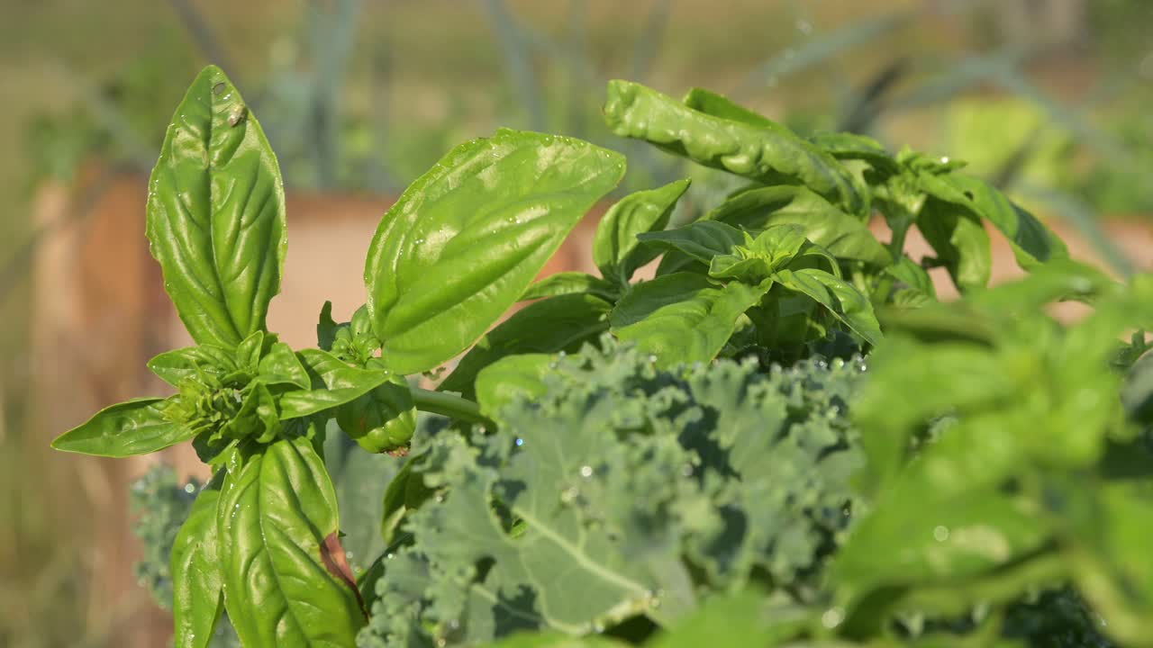 primo piano di foglia di basilico che cresce nel giardino biologico della fattoria naturale