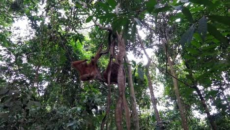 baby orangutan swinging in the rainforest with his mom in bukit lawan np, sumatra, indonesia