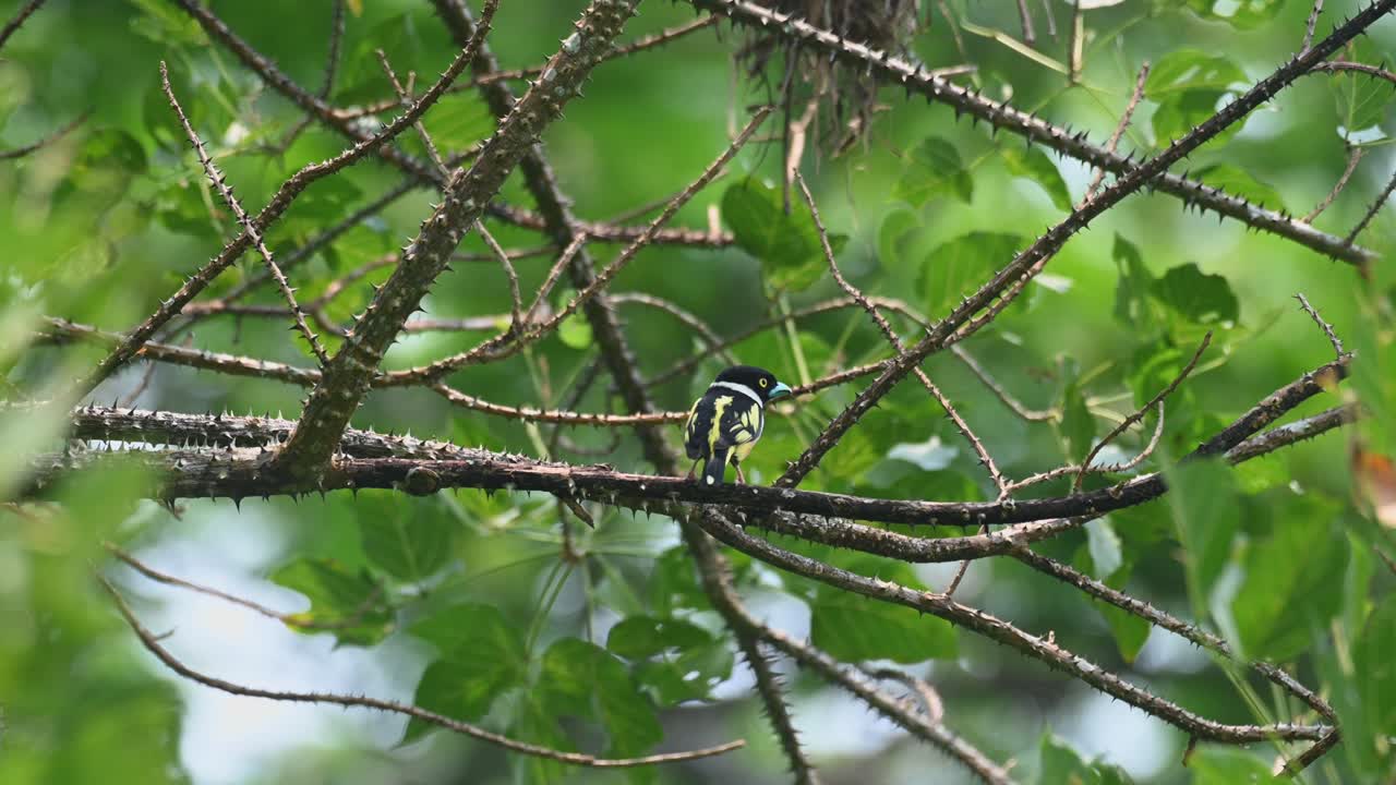 visto mirando a su alrededor mientras está posado en una rama espinosa y luego salta para mostrar su espalda, eurylaimus ochromalus de pico negro y amarillo, parque nacional kaeng krachan, tailandia
